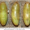 aricia agestis pupa1